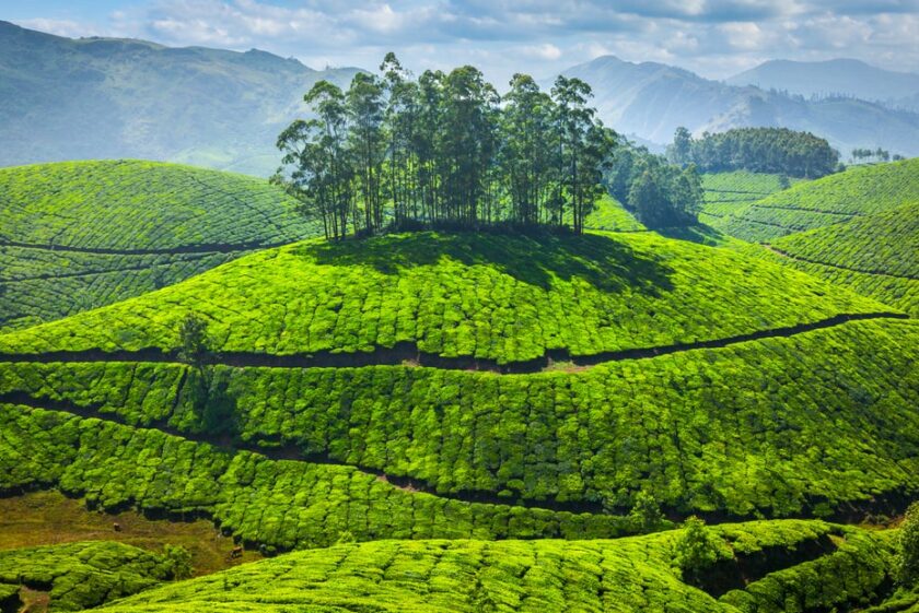 green-tea-plantations-in-india-2022-02-02-05-09-31-utc-min (1)