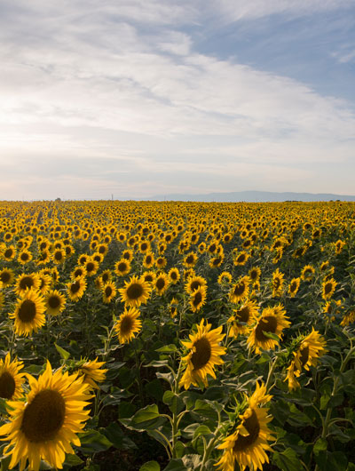 sunflower-field-2021-08-26-15-57-56-utc