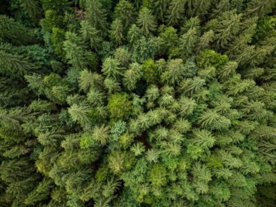 texture-of-green-fir-trees-aerial-view-2022-12-16-14-56-32-utc-min (1)