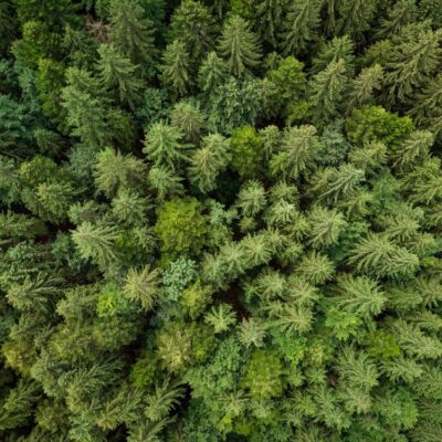 texture-of-green-fir-trees-aerial-view-2022-12-16-14-56-32-utc-min (1)