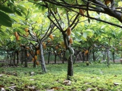 Ghana Cocoa Tree