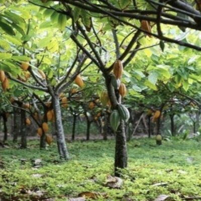 Ghana Cocoa Tree