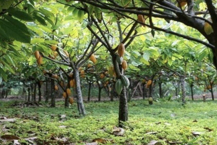 Ghana Cocoa Tree